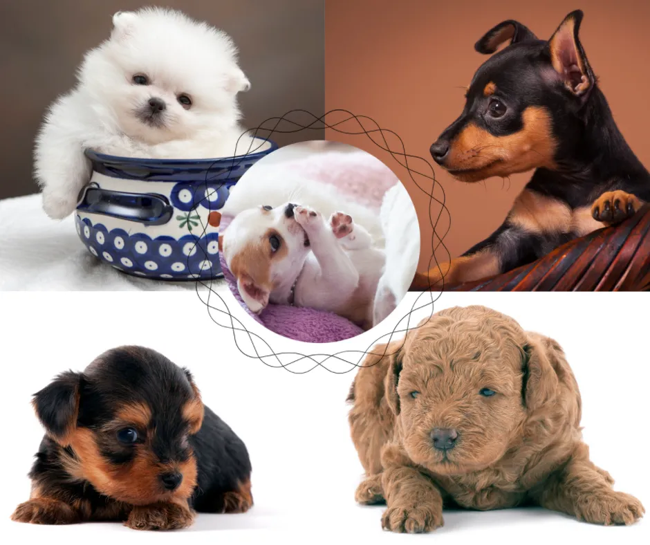 Perros Mini Toy: Razones por las que no debes comprar ni tener animales de  estas razas