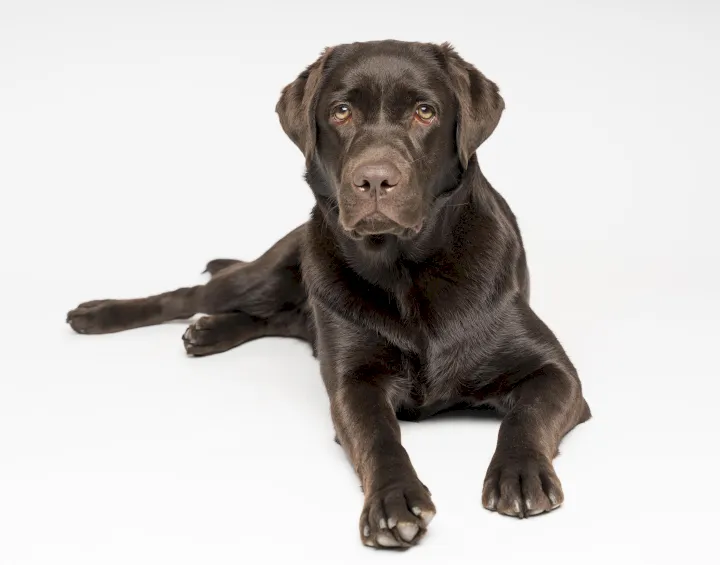 La displasia de codo es más común en los perros de tamaño grande o gigante