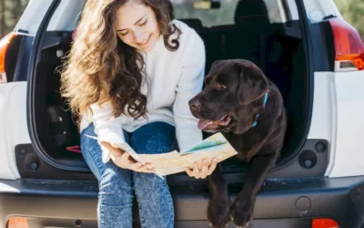 6 consejos para viajar con el perro en el coche