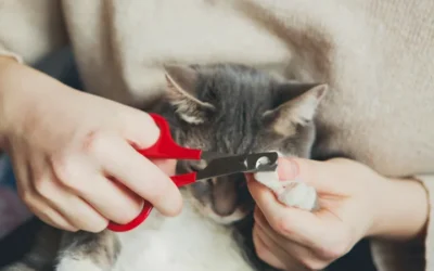 Cómo cortar las uñas a tu gato