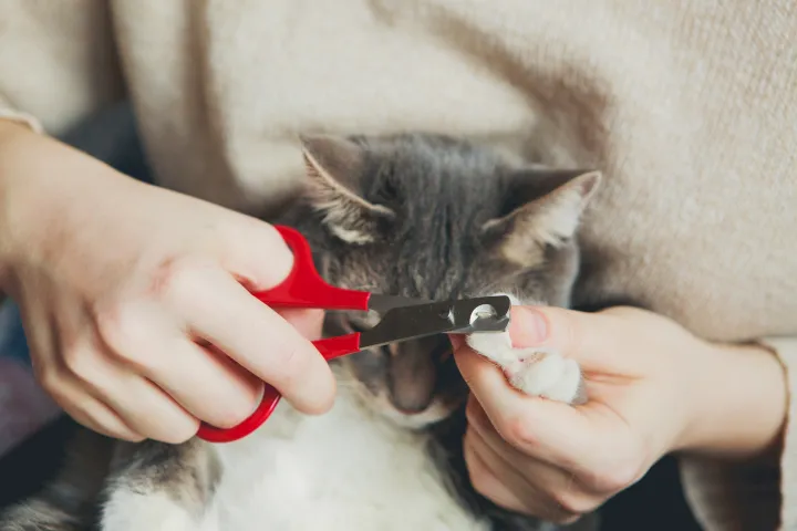 corte de uñas al gato