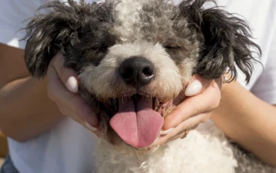 El golpe de calor en perros