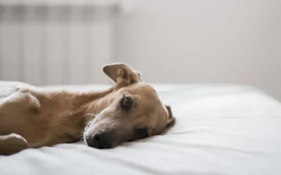 ¿Tiene tu mascota síndrome postvacacional?