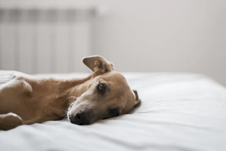 Perro con síndrome postvacacional