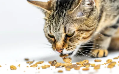 Cambia la textura de los snacks de tu gato, te lo agradecerá