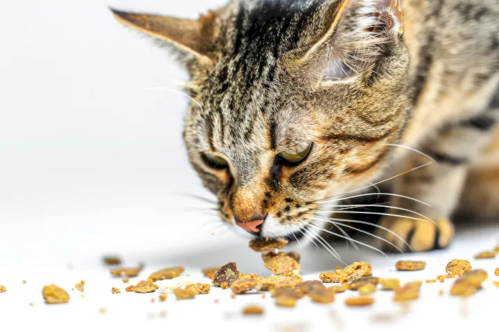 distintas texturas para los snacks de los gatos