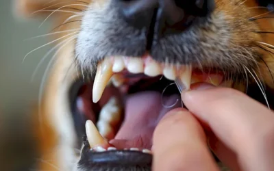 La importancia de una buena higiene dental en nuestras mascotas