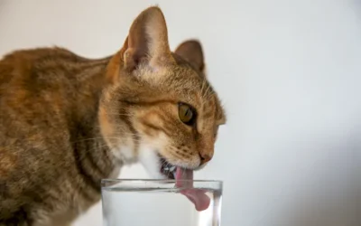 ¿Cómo saber si tu gato bebe mucha agua?