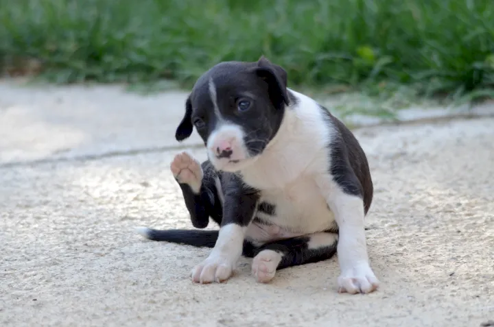 perro y gato sin pulgas ni garrapatas