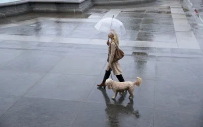 Cómo cuidar a tu perro durante el frío y la lluvia